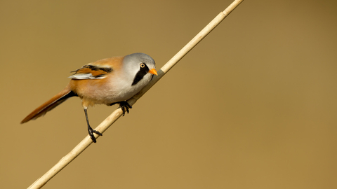 bearded tit