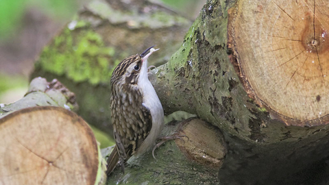 Tree creeper - John Bridges 