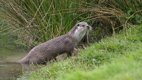 Otter