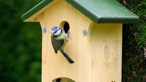 Blue tit on nest box