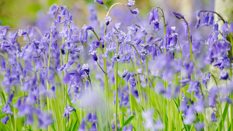 Bluebells - Photo: Josh Raper