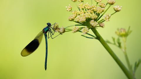 damselfly