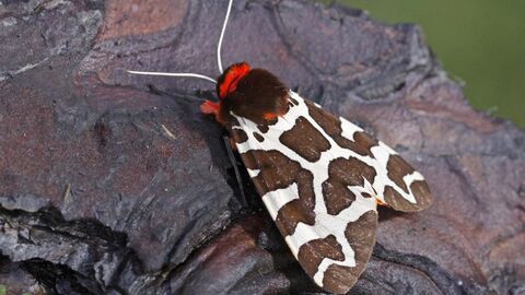 Garden Tiger moth