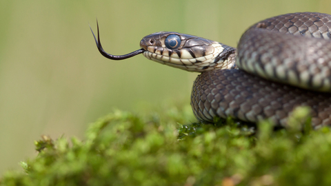 grass snake wildlife trusts