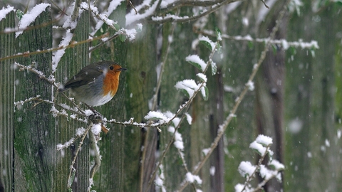 Robin in the snow