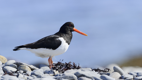 oystercatcher