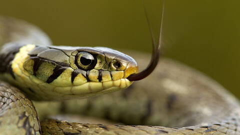 Hanningfield Snake ID