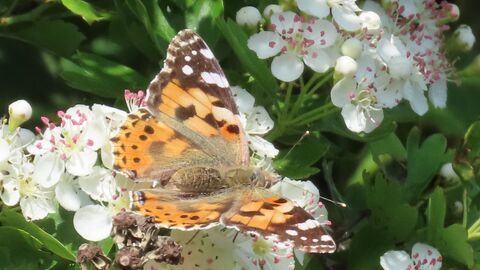 Painted Lady Butterfly