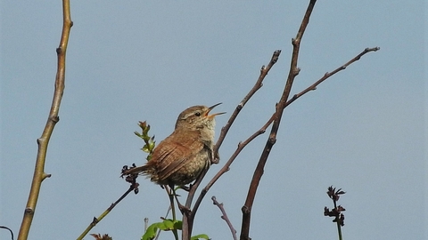 Wren singing at The Naze