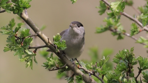 Male Blackcap perched on Hawthorn