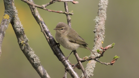 Chiffchaff on spring branch