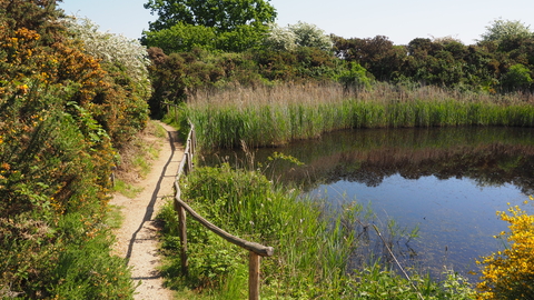 Sunny view of path by Kits Pond