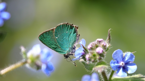 Green Veined White Butterfly landed closed wing on a blue flower