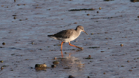 Redshank on mud