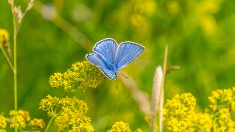 Common blue butterfly - Bob Coyle