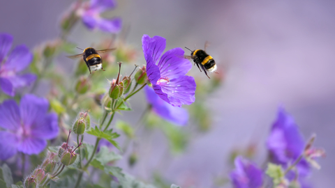 Bees on Flower