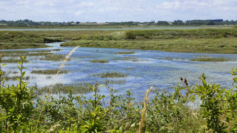 Saltmarsh 