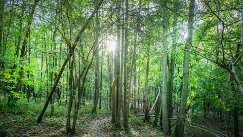 Fir tree wood