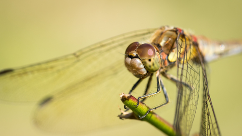 Close up picture of dragonfly. 