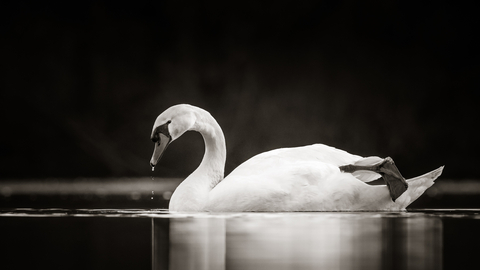 Swan gliding across water