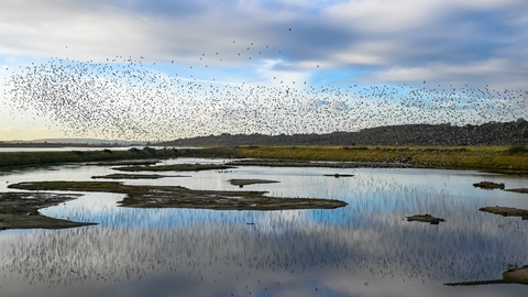 A flock of thousands of birds over the lagoon at Two Tree Island