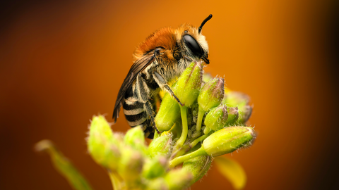 Matthew Thomas - Sleeping Plasterer Bee