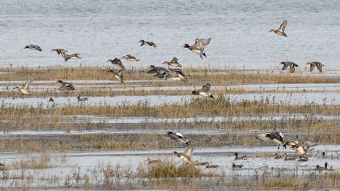 Ducks