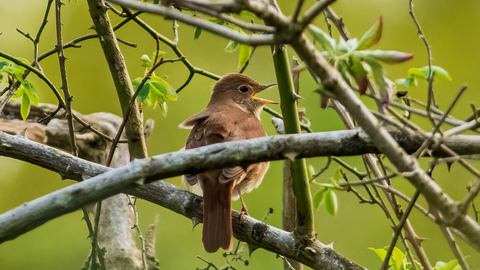 Nightingale singing