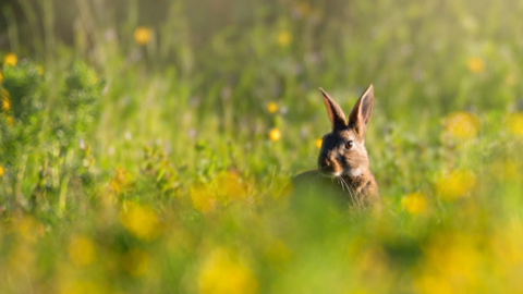 Hanningfield Spring Trail