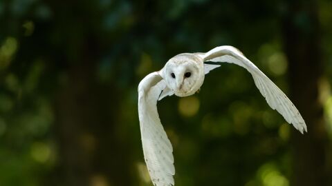 Barn Owl - Photo Thinesh Thirugnanasampanthar