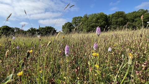 A wildflower meadow with orchids and other flowers 