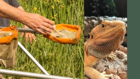 Children pond dipping, a bearded dragon and Cedars Nature Centre logo