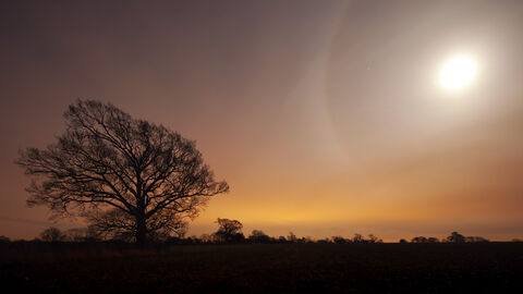 Photo of a sunset landscape with the moon and a tree