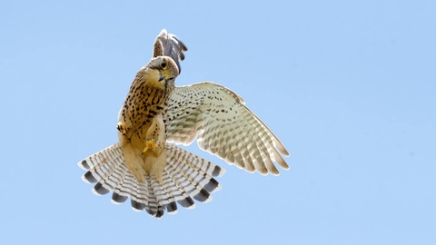 Birds of prey talk