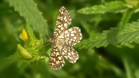 Latticed heath moth