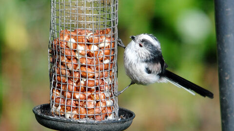 Long-tailed tit perched on a bird feeder