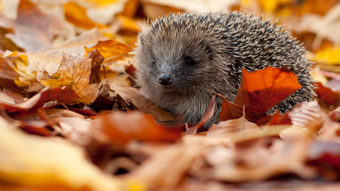 Hedgehog - Photo: Tom Marshall