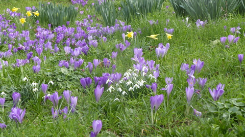 Spring bulbs at Warley Place