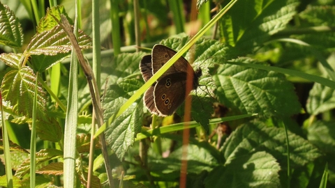 Ringlet butterfly amongst leaves