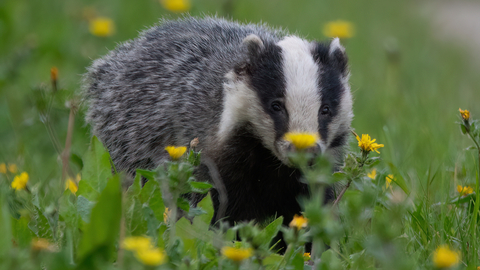Badger in dandelions - Vicky Kinsman