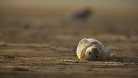 Grey Seal - Photo: Neil Aldridge