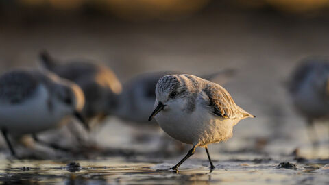 Sanderling under the glow - Brett Andrews