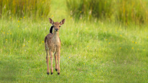 Young deer jumping in field - Nathan Martin 'Tippy Toes'