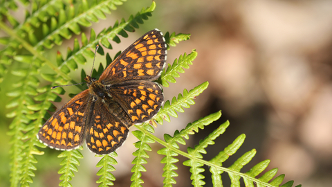 Heath fritillary - photo: Jim Higham