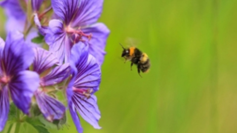 Bumblebee 