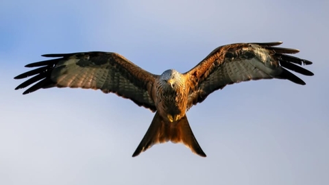 kestrel