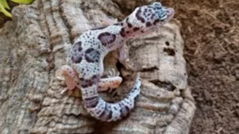 Geko