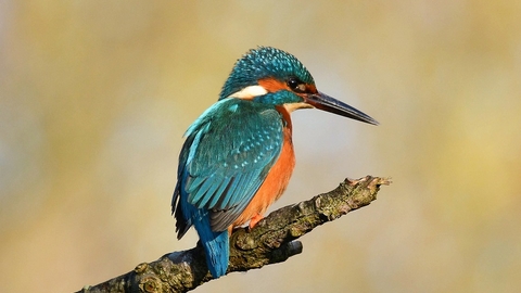 Kingfisher