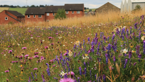Wildflower meadow in front of housing estate.