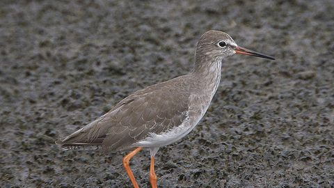 Redshank